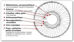 iridiologie