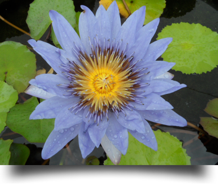 naturopathie