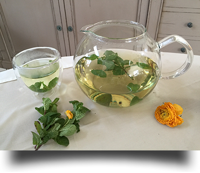 Phytotherapie