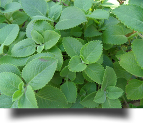 Phytotherapie